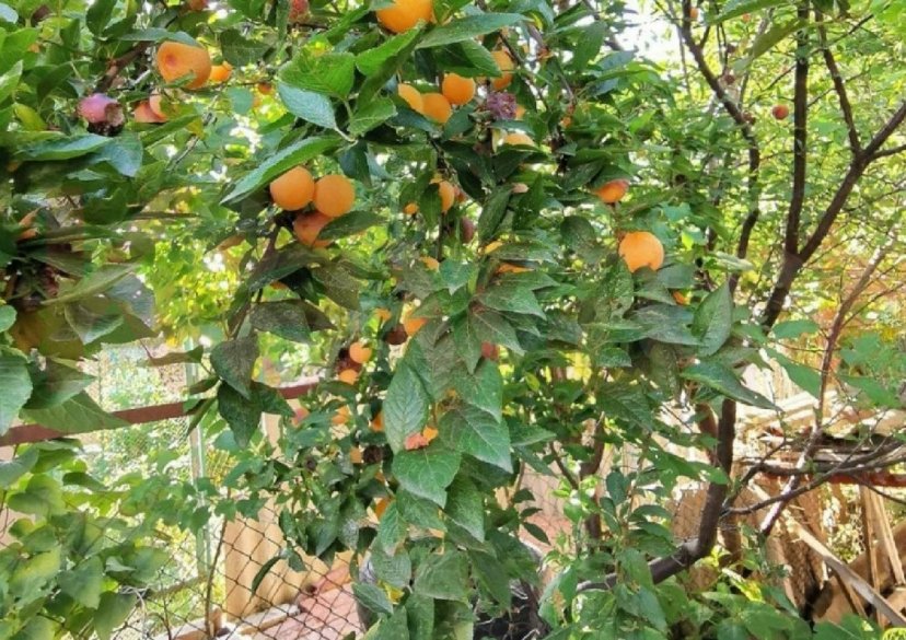 Продажа дома, 60 кв.м фото 6