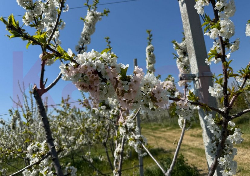 Продажа земельного участка, 68000 сот. фото 5 Продажа земельного участка, 68000 сот. фото 5
