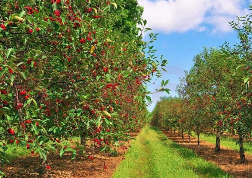Продажа земельного участка, 68000 сот. фото 1