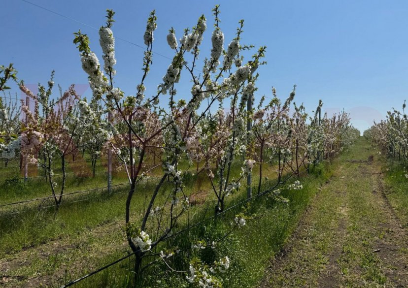 Продажа земельного участка, 68000 сот. фото 3