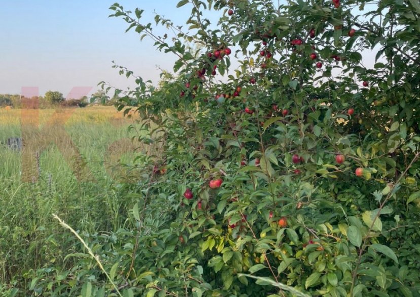 Продажа земельного участка, 42 сот. фото 10 Продажа земельного участка, 42 сот. фото 10