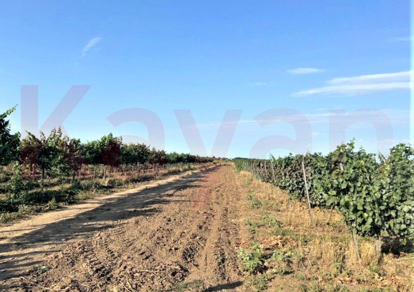 Продажа земельного участка, 2480 сот. фото 1