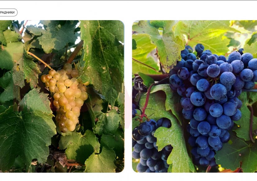 Продажа земельного участка, 2480 сот. фото 14 Продажа земельного участка, 2480 сот. фото 14