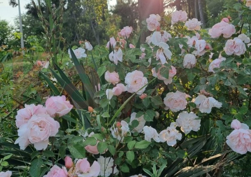 Продажа земельного участка, 10 сот. фото 27 Продажа земельного участка, 10 сот. фото 27