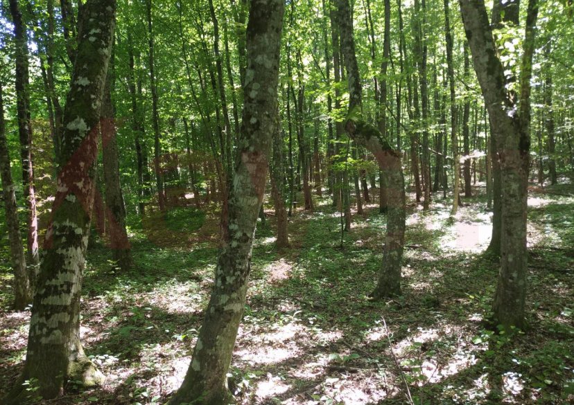 Продажа земельного участка, 100 сот. фото 13