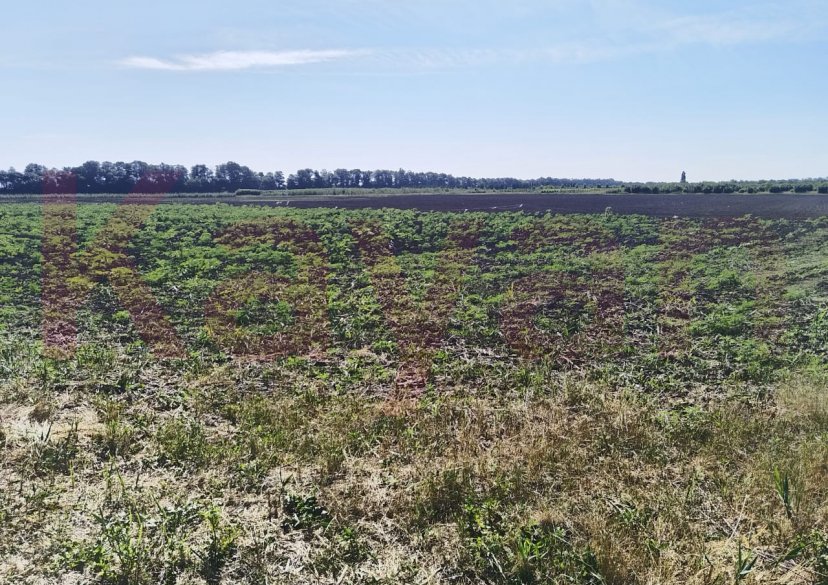 Продажа земельного участка, 200 сот. фото 0