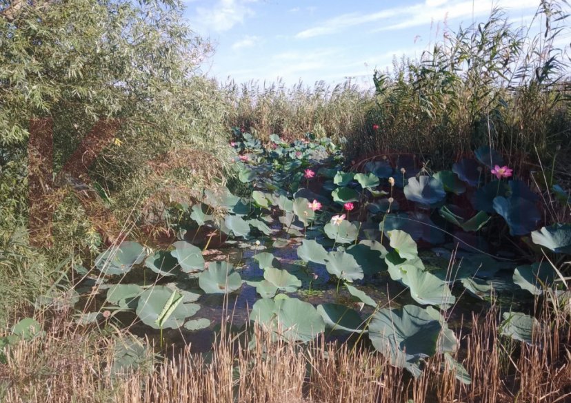 Продажа земельного участка, 16 сот. фото 0 Продажа земельного участка, 16 сот. фото 0