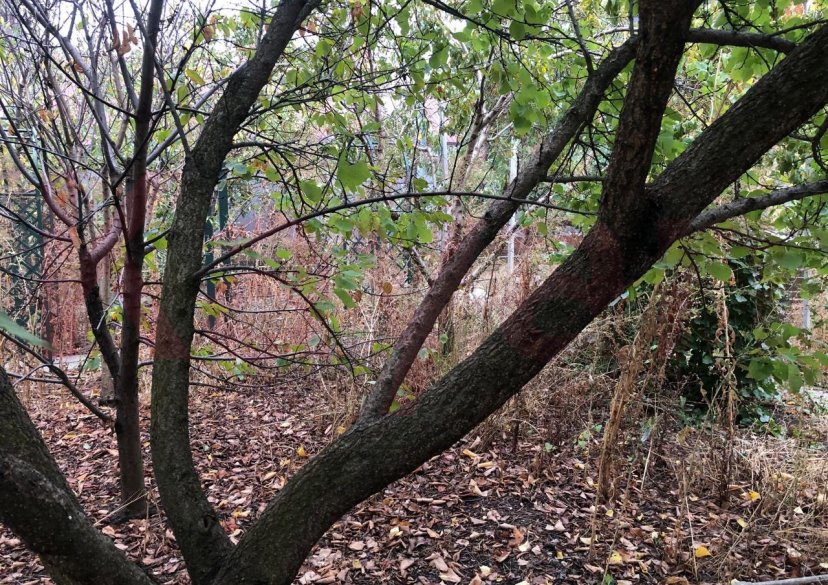 Продажа земельного участка, 10 сот. фото 5